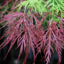 Acer Inabe Shidare Picture of Acer Inabe Shidare (61)