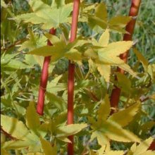 Acer Japanese Sunrise M/L Picture of Acer Japanese Sunrise M/L (11087)