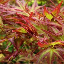Acer Kamagata H/W Picture of Acer Kamagata H/W (9928)