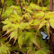 Acer Katsura H/W Picture of Acer Katsura H/W (29791)