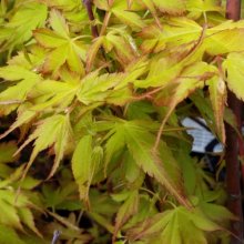 Acer Katsura Picture of Acer Katsura (5760)