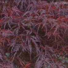 Picture of Acer Lace Lady H/W (11630)