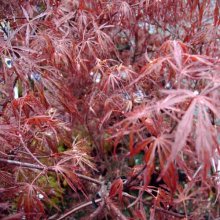 Picture of Acer Lion Heart (64)