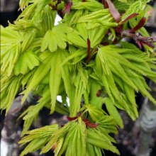 Acer Mikawa Yatsubusa H/W Picture of Acer Mikawa Yatsubusa H/W (8145)