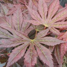 Acer Mirte Picture of Acer Mirte (11991)