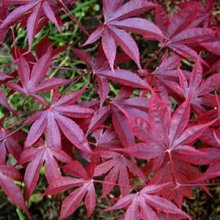 Acer Moonfire Picture of Acer Moonfire (11086)
