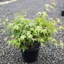 Acer Murasaki Kyohime Picture of Acer Murasaki Kyohime (29472)