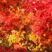 Acer October Glory Picture of Acer October Glory (9616)