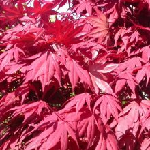 Acer Okagami Picture of Acer Okagami (6743)