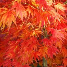 Picture of Acer Omurayama (84)