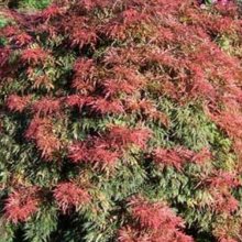 Picture of Acer Orangeola H/W  (9609)