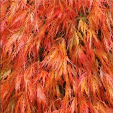 Picture of Acer Orangeola (37)
