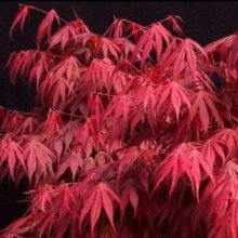 Picture of Acer Oregon Sunset (29317)