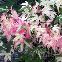 Acer Oridi Nishiki Picture of Acer Oridi Nishiki (11628)