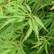 Picture of Acer Palmatifidium (66)