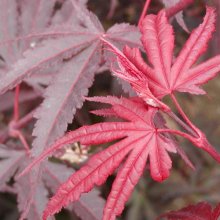 Acer Pixie Picture of Acer Pixie (86)