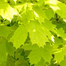 Acer Princeton Gold Picture of Acer Princeton Gold (10979)