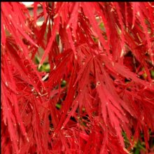 Acer Red Dragon H/W Picture of Acer Red Dragon H/W (11768)