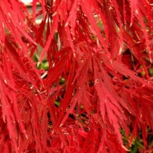 Picture of Acer Red Dragon  (103)