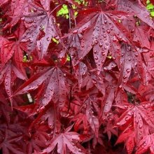 Acer Red Emperor H/W Picture of Acer Red Emperor H/W (29792)