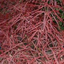Acer Red Pygmy Picture of Acer Red Pygmy (8086)