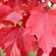 Acer Red Sunset Picture of Acer Red Sunset (29223)