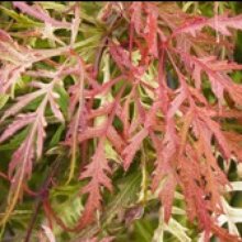 Picture of Acer Russet Lace Leaf H/W (11623)