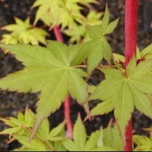 Picture of Acer Sango Kaku (Senkaki) (95)