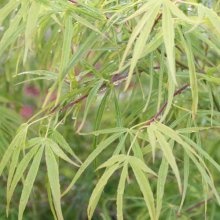 Acer Scolopendrifolium Picture of Acer Scolopendrifolium (93)