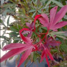 Acer Shaina H/W Picture of Acer Shaina H/W (11622)