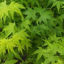 Acer Shidava Gold Picture of Acer Shidava Gold (8724)