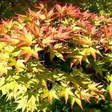 Acer Shigitatsu Sawa Picture of Acer Shigitatsu Sawa (39)