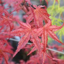 Acer Shindeshojo Picture of Acer Shindeshojo (97)