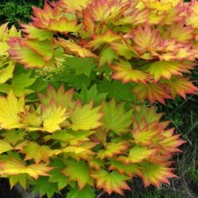 Acer Shirasawanum Aureum H/W Picture of Acer Shirasawanum Aureum H/W (28576)