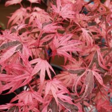 Acer Shiraz H/W Picture of Acer Shiraz H/W (8922)