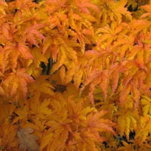 Acer Shishigashira Picture of Acer Shishigashira (9611)