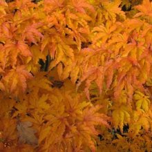 Acer Shishigashira Multileader Picture of Acer Shishigashira Multileader (8740)