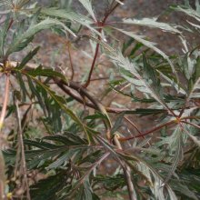 Picture of Acer Shojo Shidare (30534)