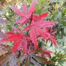 Acer Skeeters Broom H/W Picture of Acer Skeeters Broom H/W (30722)