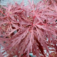 Picture of Acer Stella Rossa H/W (9607)