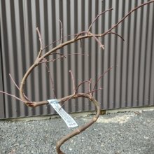 Picture of Acer Tamukeyama (Twist) (30760)
