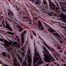 Acer Tamukeyama H/W Picture of Acer Tamukeyama H/W (72)