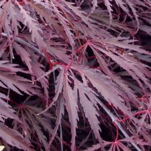 Picture of Acer Tamukeyama (73)