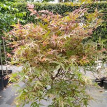 Acer Toyama Nishiki H/W Picture of Acer Toyama Nishiki H/W (29415)