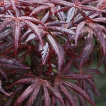 Acer Trompenburg Picture of Acer Trompenburg (99)