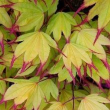 Acer Tsuma Gaki Picture of Acer Tsuma Gaki (11110)