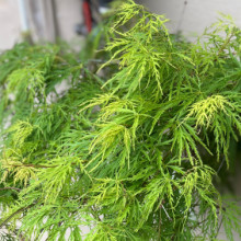 Acer Viridis H/W Picture of Acer Viridis H/W (6041)