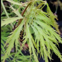 Acer Viridis Picture of Acer Viridis (75)