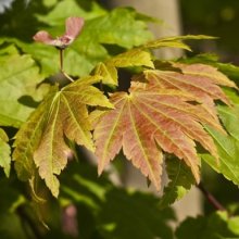 Acer Vitifolium Picture of Acer Vitifolium (8085)