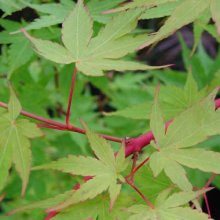 Acer Winter Flame H/W Picture of Acer Winter Flame H/W (8920)